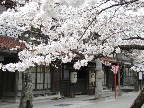 zekkei-beautiful-scenery:Cherry blossoms and snow falling in...