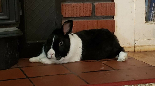 cuteanimalsawwww