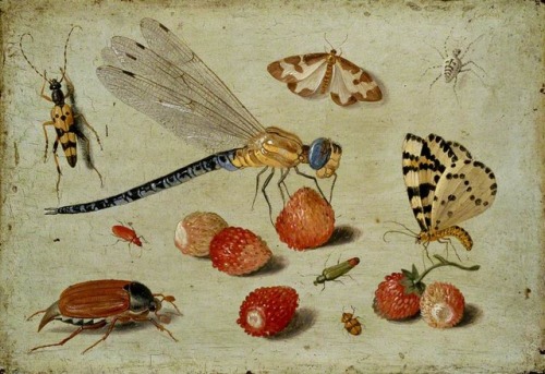 centuriespast:A Dragon-fly, two Moths, a Spider and some...