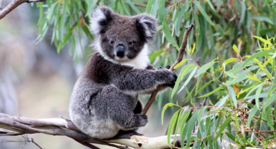 A koala climbing up a tree in Washington, DC Zoo