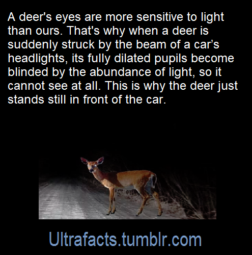 ultrafacts:Source: [x]Click HERE for more facts!