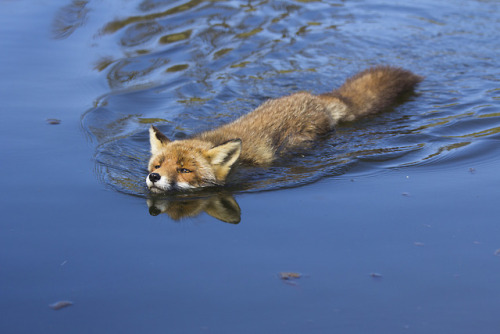 everythingfox:What kind of fish is this?