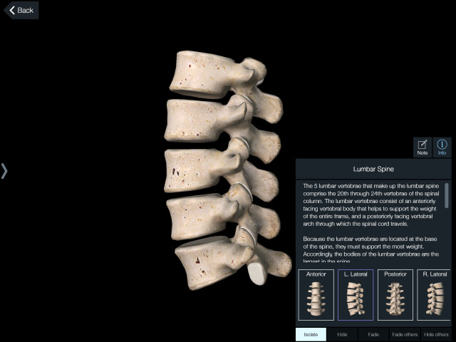 l1 l5 spine