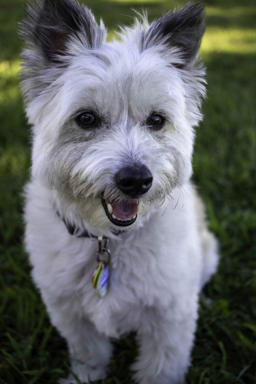 westie-impostor:Soaking up the last few days of summer☀️