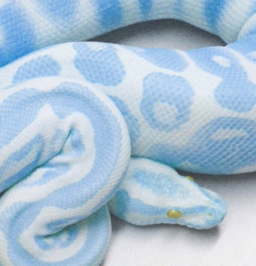 blue snake on Tumblr