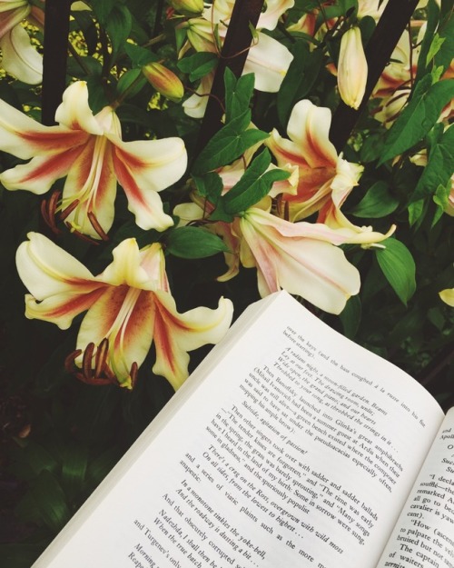 whilereadingandwalking:It’s lily season in Chicago. They are...