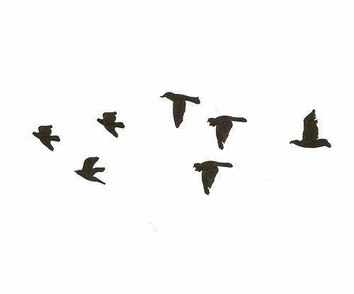 birds flying on Tumblr