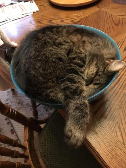 constantcaturday:Sleepy Samuel Soup