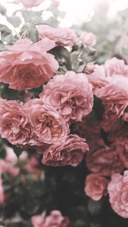 pretty pink flowers | Tumblr