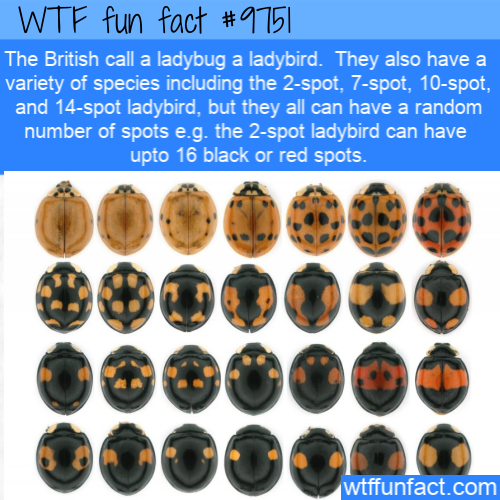 Amazing Random Fact: The British call a ladybug a ladybird.  They also have a variety of species including the 2-spot, 7-spot, 10-spot, and 14-spot ladybird, but they all can have a random number of spots e.g. the 2-spot ladybird can have upto 16 black or red spots.