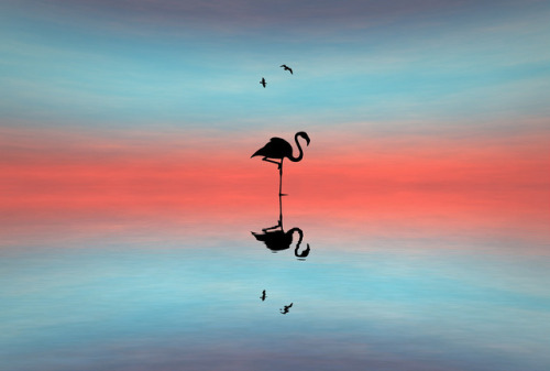 flamingo animals shadow nature landscape minimal nature