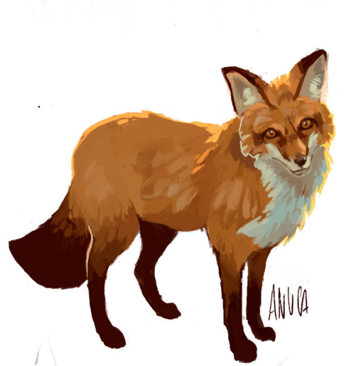 fox drawing on Tumblr