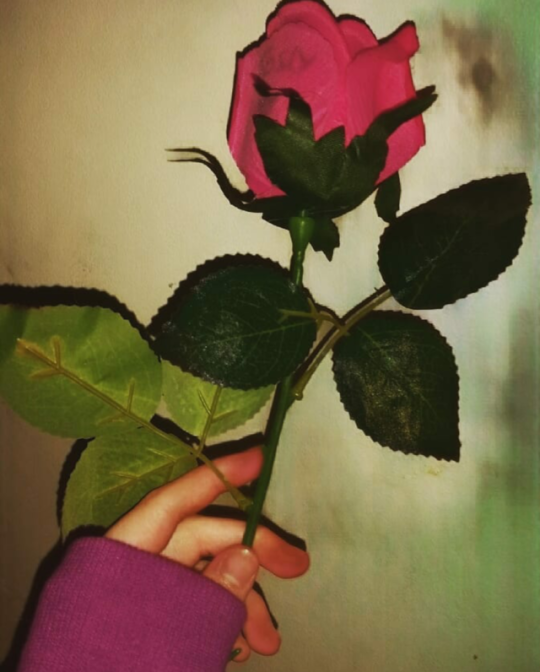  aesthetic  rose  on Tumblr