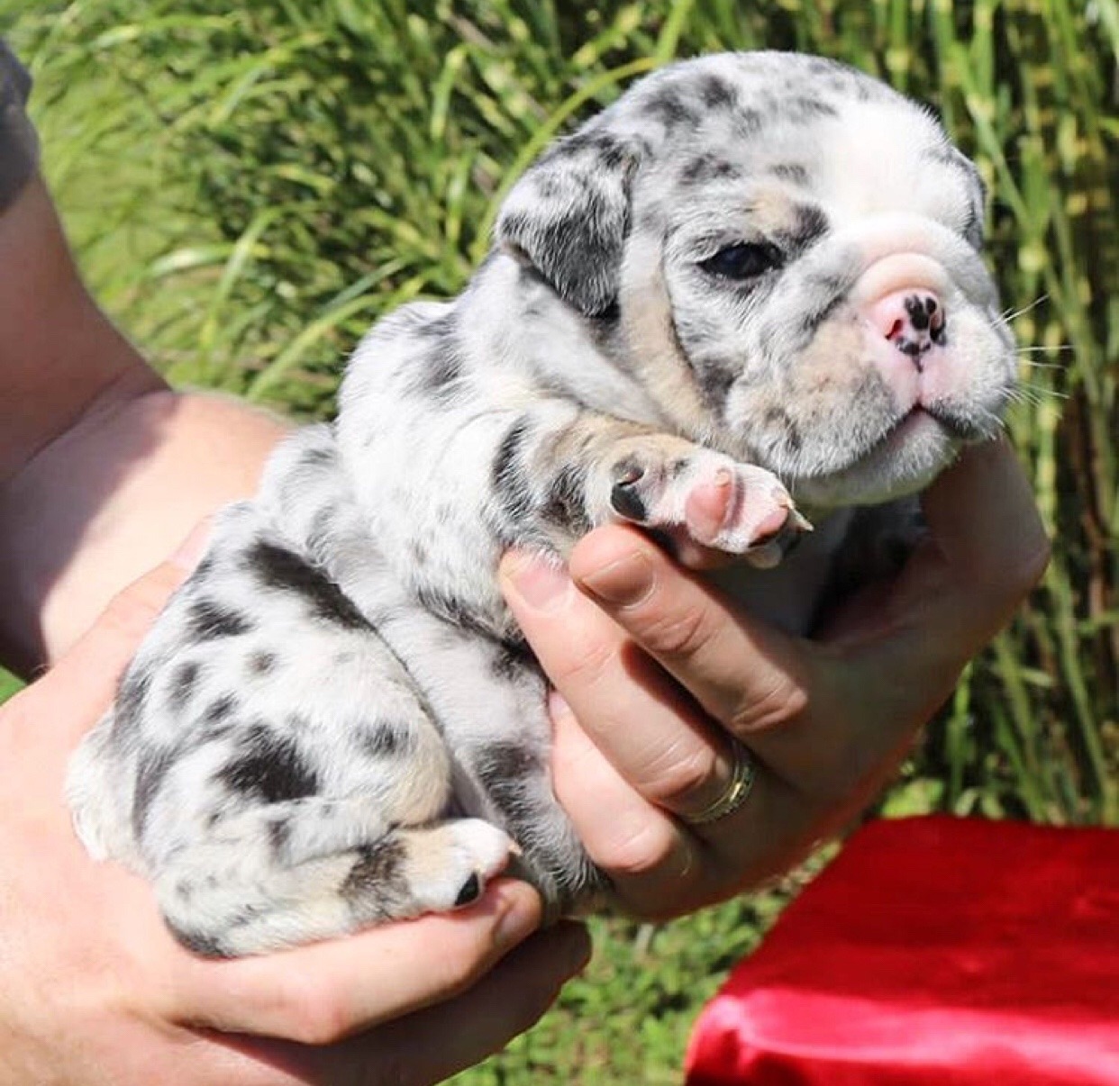 English Bulldog Puppies For Sale — Merle English Bulldog