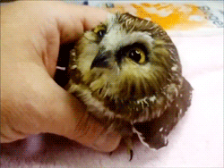 Baby Owls Tumblr