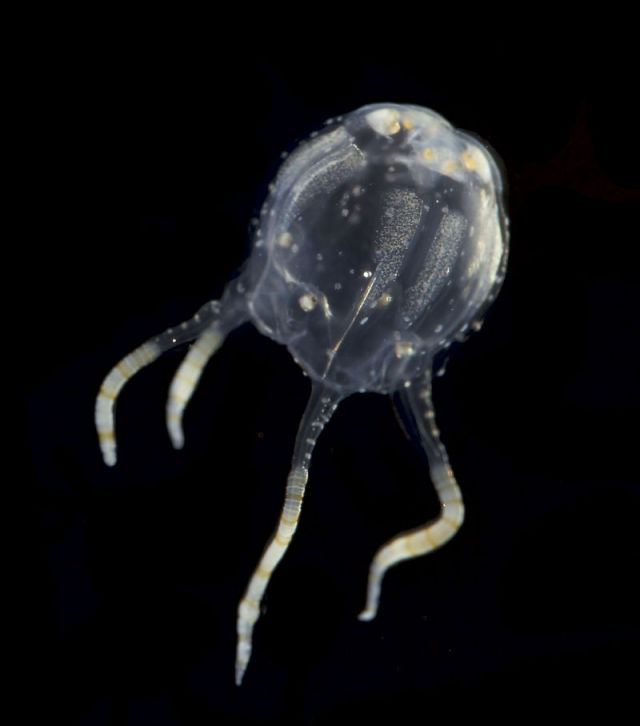 realmonstrosities Box Jellyfish, also known as...