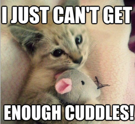 I admeeeeet eeeeetI’m needy I need cuddles I need petting...