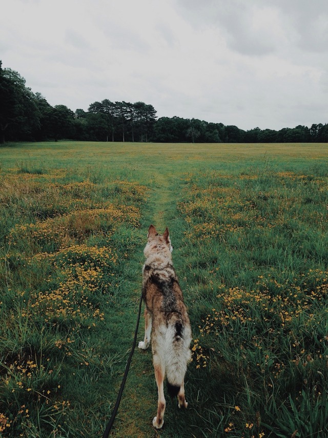 Czechoslovakian Wolfdog Tumblr