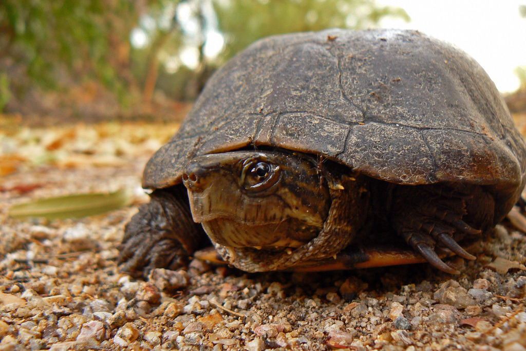 Let's do Some Zoology! - Sonora Mud Turtle (Kinosteron sonoriense) Also...