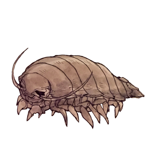 palossssssand:Some transparent deep sea images!(part 1)