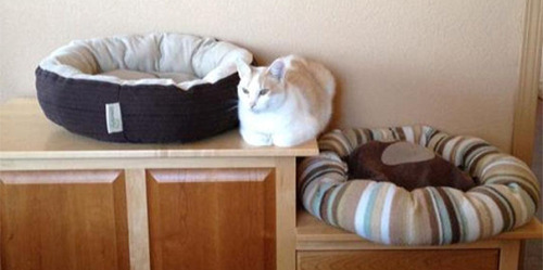 awesome-picz:Hilarious Examples Of Cat Logic