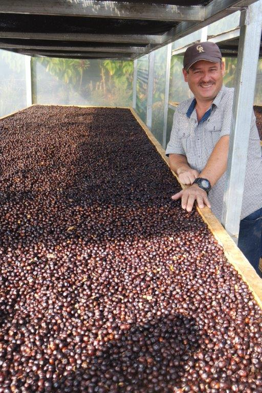 Specialty coffee cherries drying at Cumbres del Poas in Costa Rica