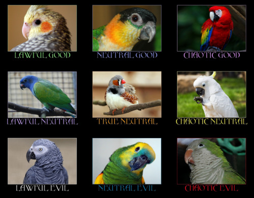 bridsandbirbs:i have officially made a parrot alignment chart...