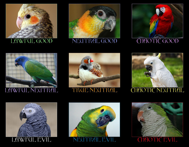 brids-and-birbs-i-have-officially-made-a-parrot-alignment-chart