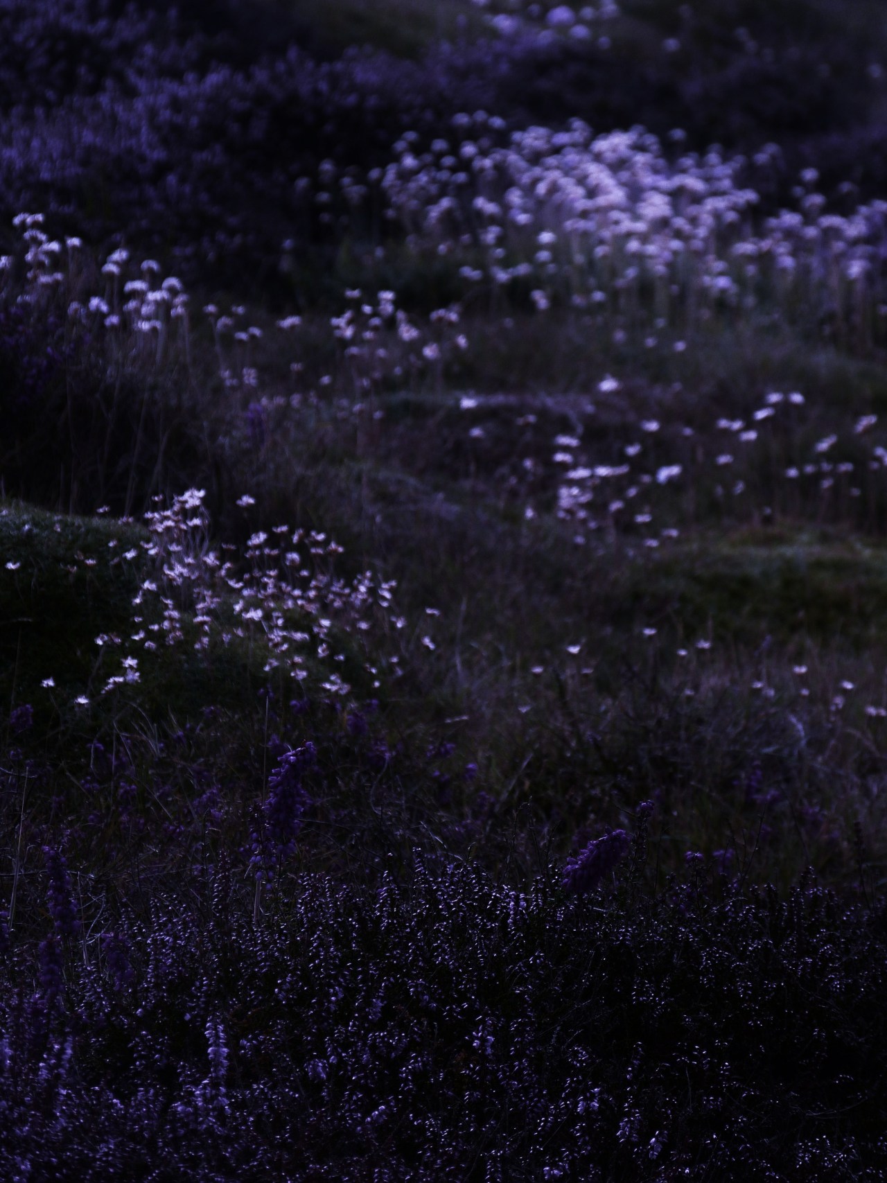 Серо фиолетовый цветы. Темно фиолетовая Эстетика. Эстетика сиреневого и голубого. Фиолетовые цветы. Фиолетовые Лесные цветы.