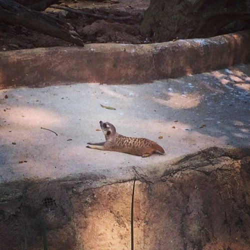 Little dude suntanning