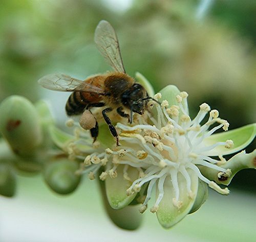 Honey Bee gathering pollen from Christmas Palm plant. Photo by jungle mama on Flickr.