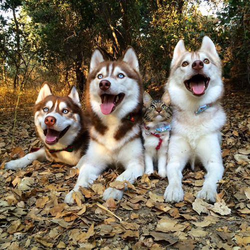 boredpanda:3 Huskies Become Best Friends With A Cat After...