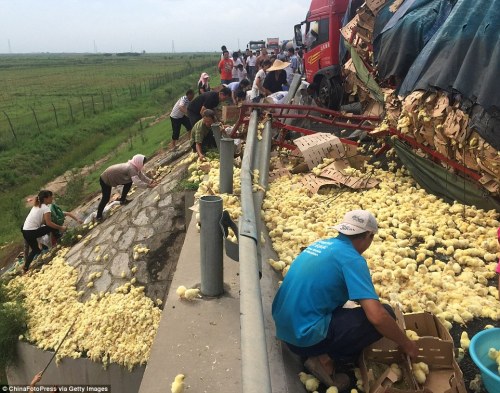 theinturnetexplorer:A truck carrying over 10,000 chicks...