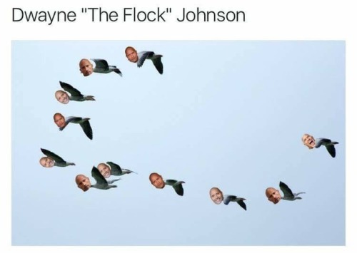 mothmarr0w:The evolution of The Rock memesIG @laurah0peThe...