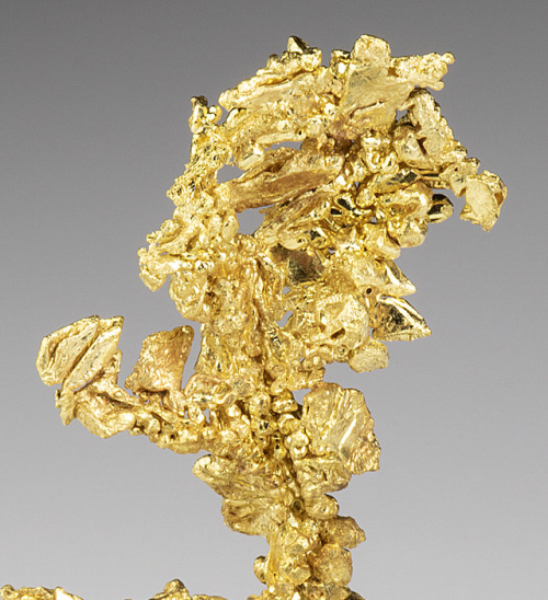 unearthedgemstones:Native gold specimen from California, USA