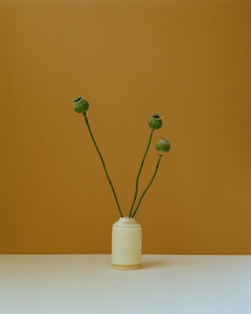 darksilenceinsuburbia:Botanical Portraits by Kate Friendyou...