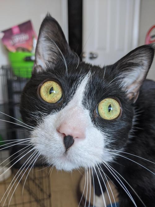 awsomecutecats