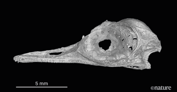 tiny saur