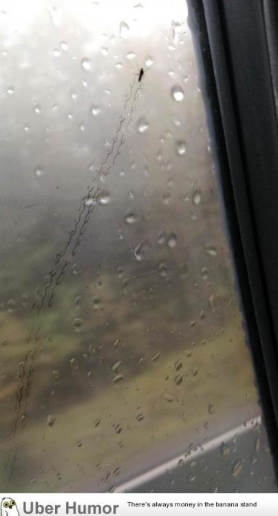 failnation:This bug is leaving footprints on foggy car window