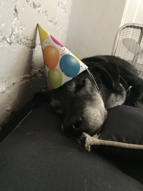 handsomedogs:This is Marty… too pooped to party. This is a...