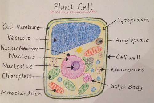 is a nucleus in a plant cell
