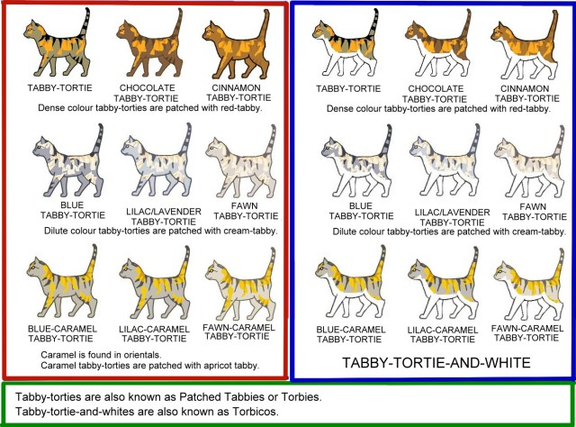 Cat Genetics Climbstudio Tortoiseshell Calico Color