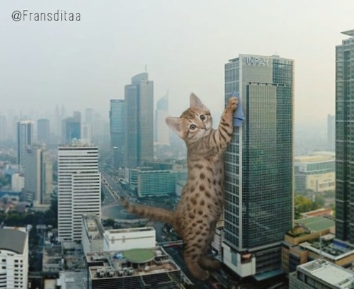 veracityinbloom:catsbeaversandducks:Catzillas: Giant Cats In...