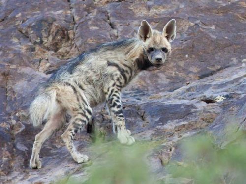 everyextantmammal:Striped hyena(Hyaena hyaena)Striped...