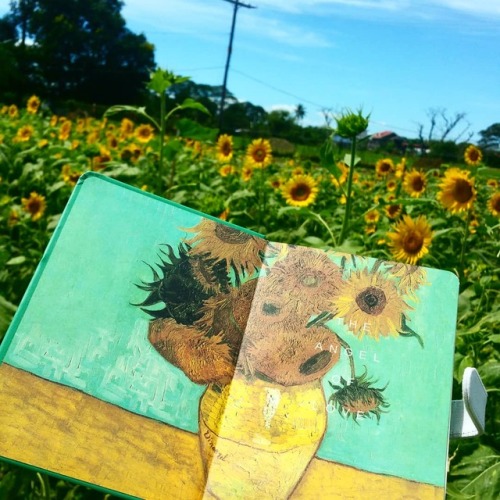  Bunga Matahari Tumblr 