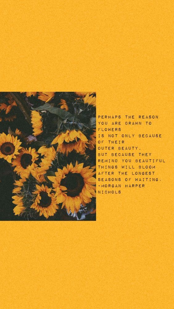 Love Sunflower Quotes Tumblr