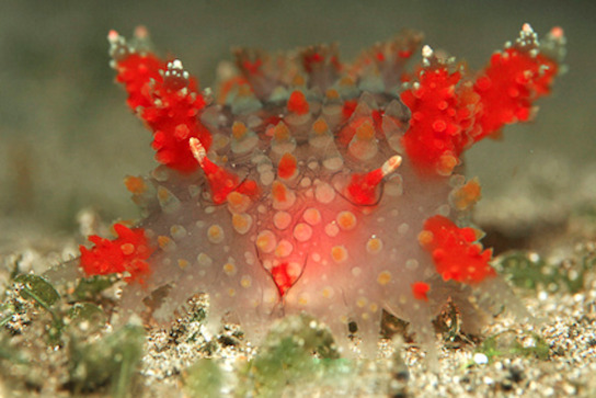 cool-critters:
â€œ Kalinga ornata
Kalinga ornata is a species of large, colourful nudibranch in the family Polyceridae. Kalinga ornata resides in the deep coastal waters of the Indo-West Pacific (though it has also been reported from Hawaii). Kalinga...