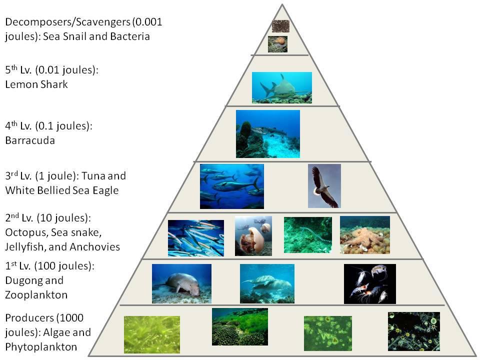 Science Visualized • Energy Pyramid Ecology of the Great Barrier Reef ...