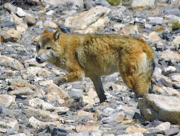 Gray wolf subspecies - The world of wolves