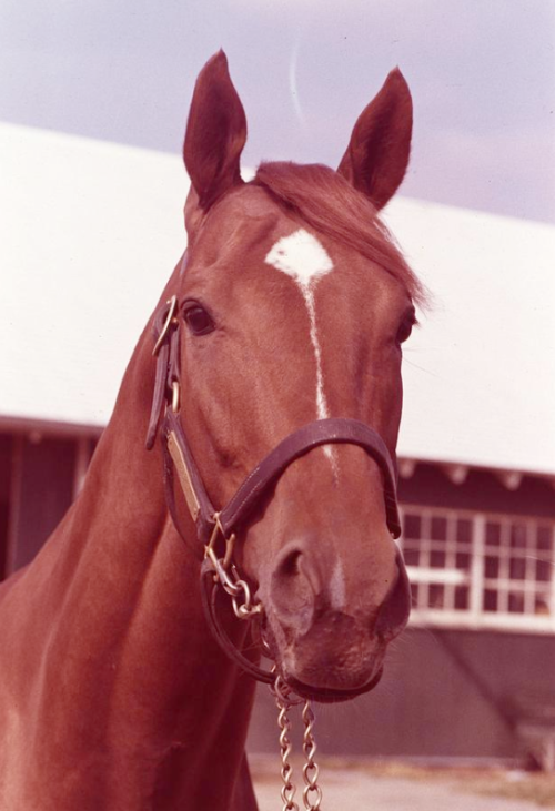 secretariat on Tumblr